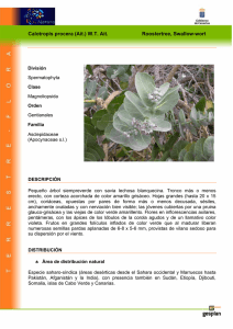 Calotropis procera (Ait.) W.T. Ait. Roostertree, Swallow-wort