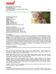 Maconellicoccus hirsutus Green Cochinilla Rosada