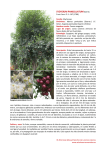Syzygium paniculatum - Árboles ornamentales