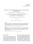 Limonium rosselloi - Collectanea Botanica