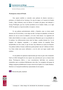 Washingtonia robusta