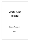 Morfología - Facultad de Ciencias Agrarias