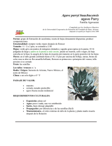 Agave parryi huachucensis agave Parry