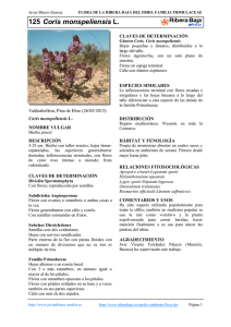 125 Coris monspeliensis L. - Comarca Ribera Baja del Ebro