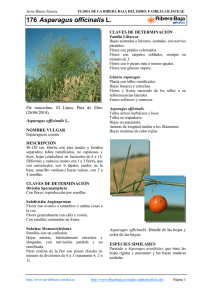 176.Asparagus officinalis - Comarca Ribera Baja del Ebro
