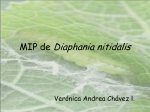 Diaphania nitidalis