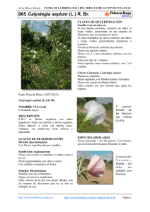 065.Calystegia sepium - Comarca Ribera Baja del Ebro