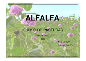 alfalfa - Departamento de Producción Animal y Pasturas