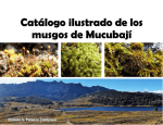 Catálogo de los musgos de Mucubají