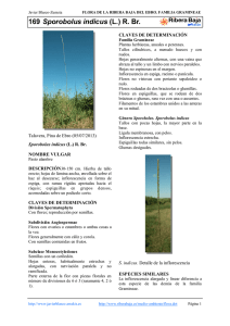 169.Sporobolus indicus - Comarca Ribera Baja del Ebro