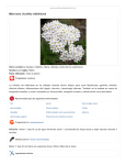 Milenrama (Achillea millefolium)