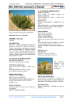 064.Dittrichia viscosa - Comarca Ribera Baja del Ebro