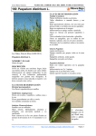 169.Paspalum distichum - Comarca Ribera Baja del Ebro