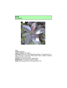 Ficus elastica - ciudadexpo.com