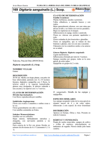 169.Digitaria sanguinalis - Comarca Ribera Baja del Ebro