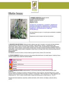1.-NOMBRE CIENTIFICO: Mentha spicata. 2.