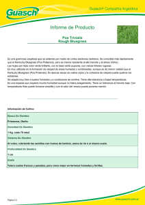 Poa Trivialis - Rough Bluegrass