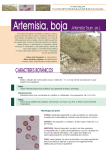 Ficha de la Artemisia