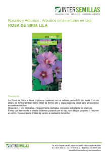 rosa de siria lila
