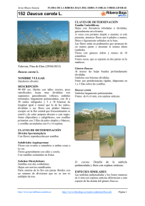 152 Daucus carota L. - Comarca Ribera Baja del Ebro