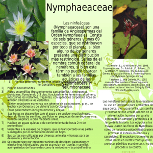Nymphaeaceae