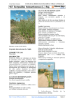 167.Scirpoides holoschoenus - Comarca Ribera Baja del Ebro