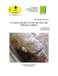 El Salivazo de la caña de azúcar, Mahanarva andigena