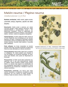 Melón reuma / Pepino reuma