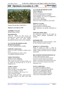 069.Diplotaxis erucoides - Comarca Ribera Baja del Ebro