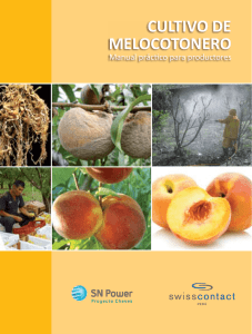 CULTIVO DE MELOCOTONERO