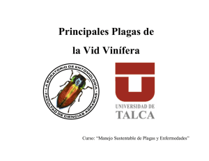 Principales Plagas de la Vid Vin&iacute;fera