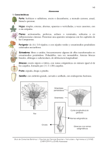 Familia: Aizoaceae