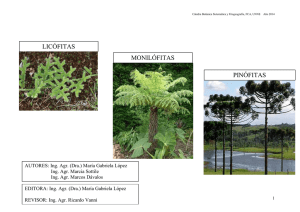 LICÓFITAS MONILÓFITAS PINÓFITAS