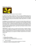 Mancha Foliar Temprana La Mancha Foliar Temprana, causada por