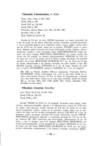 Tillandsia Valenzuelana, A. Rich. Tillandsia vicentina Standley