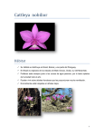 Cattleya nobilior