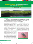 Biología y manejo del Gorgojo Acuático del arroz en Uruguay
