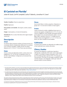 El Canistel en Florida1 - EDIS