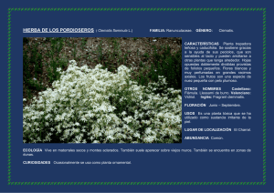 HIERBA DE LOS PORDIOSEROS ( Clematis flammula L.)