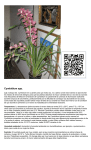 Cymbidium spp. - Orquídeas - Plantas