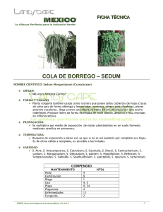 cola de borrego – sedum