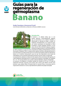 Banano - Crop Genebank Knowledge Base