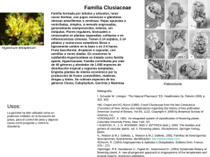 Familia Clusiaceae