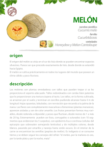melón - the peruvian growers