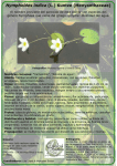 Nymphoides indica (L.) Kuntze (Menyanthaceae)