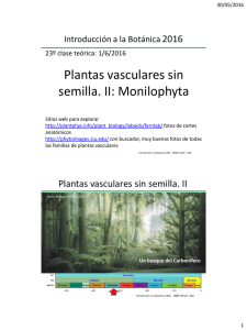 teo 23 vasculares sin semilla ii