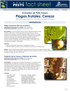 Plagas frutales: Cereza
