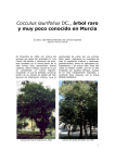 Cocculus laurifolius DC., árbol raro y muy poco conocido en Murcia