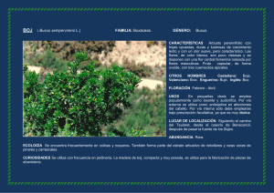 BOJ ( Buxus sempervirens L.) FAMILIA: Buxáceas. GÉNERO: Buxus.