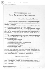 Los Cupressus Mexicanos.